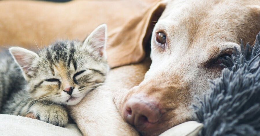 Jornadas de adopción de perros y gatos en Parque Rodó