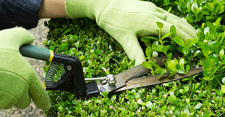 Curso de Áreas verdes de INEFOP