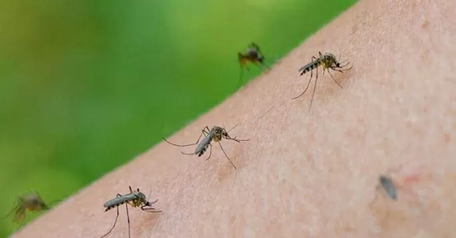 Mayor presencia de mosquitos 2022