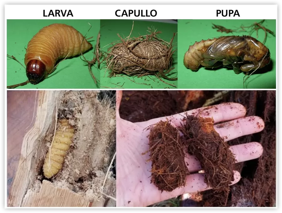 Picudo Rojo biologia larva capullo pupa colon portal