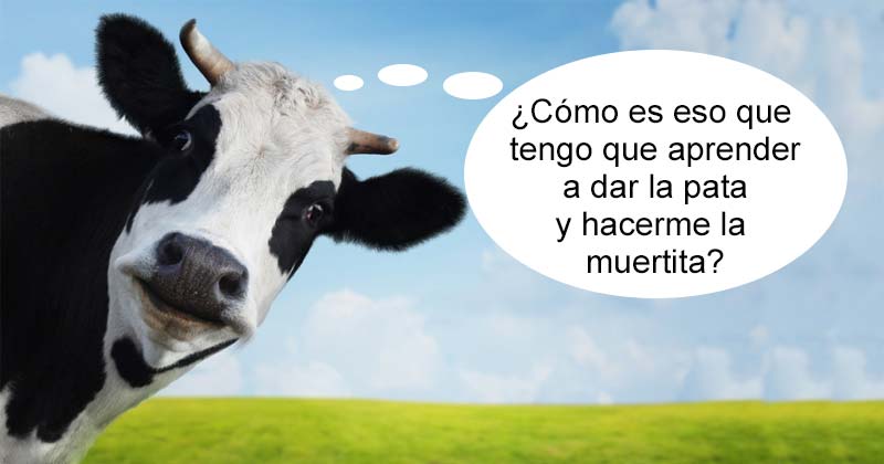 Humor de viernes Pelado Inteligencia 2