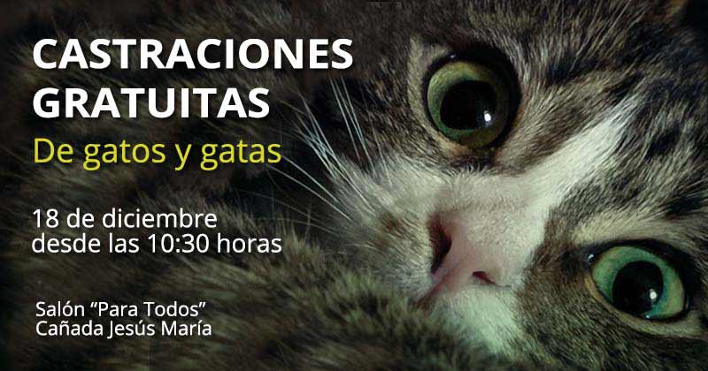 castraciones de gatos salon para todos