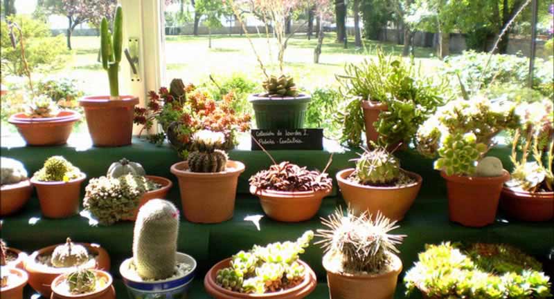 imagen de una feria de plantas artesanales
