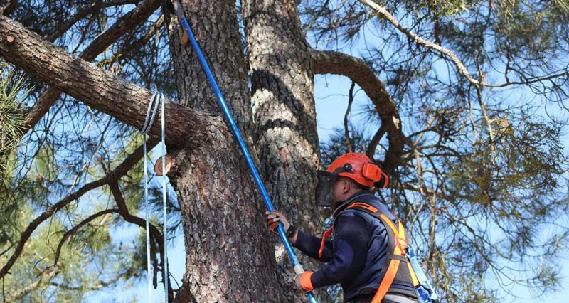 imagen de poda de arboles en montevideo hombre sobre arbol