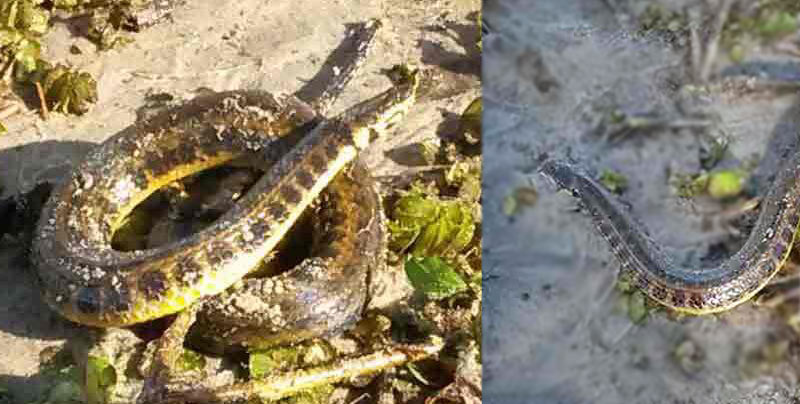 serpiente playa ramirez 2