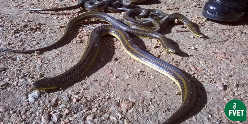 serpientes playa montevideo