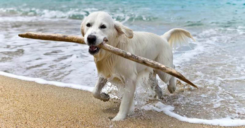 multas a los que bajen con.perros a las playas 2018