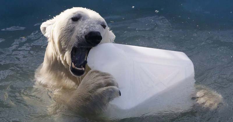 oso polar masticando plastico