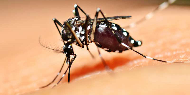 larvicida biologico contra el dengue