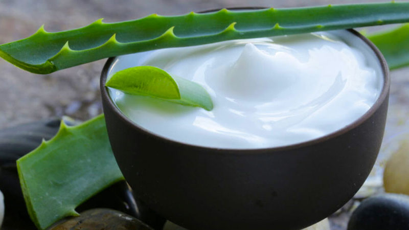 aloe vera