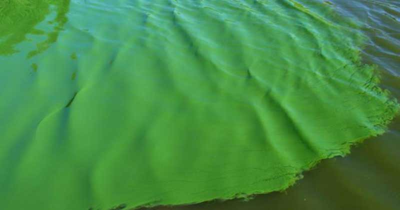 cianobacteria uruguay 201902