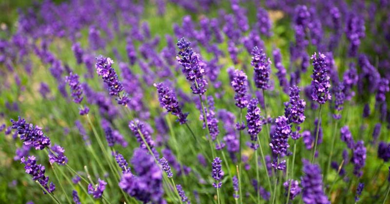 planta de lavanda