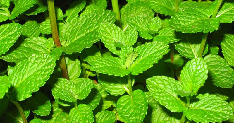 planta de menta
