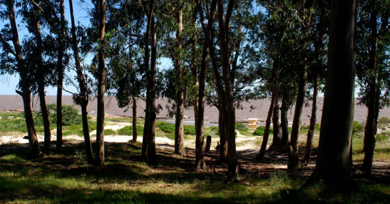 Paruqe punta espinillo