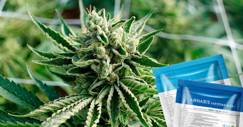 marihuana legal en farmacias