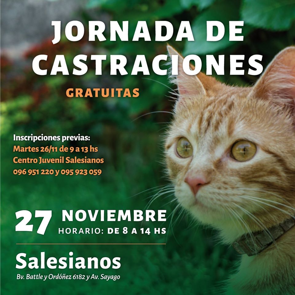 castraciones de gatos cjs
