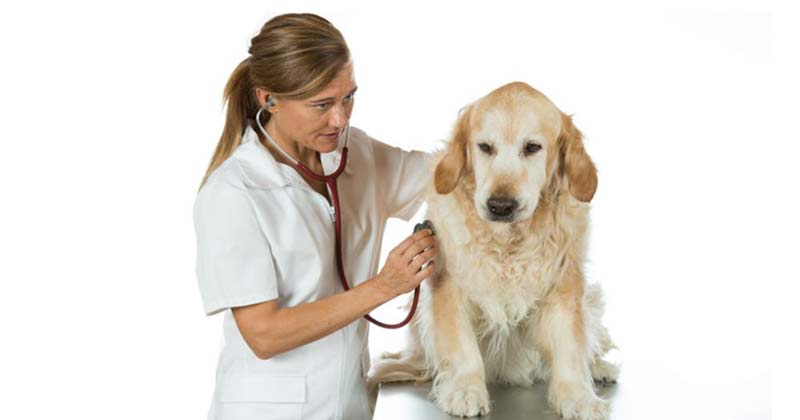 castraciones gratutas municipio g 2019