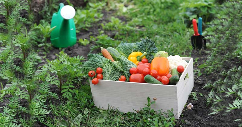 huerta organica 2019