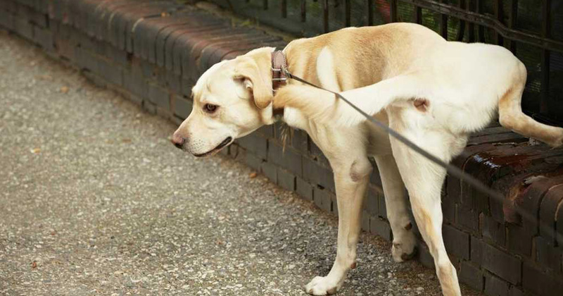 multas para duenos de perros