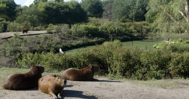 parque lecocq cambia horario