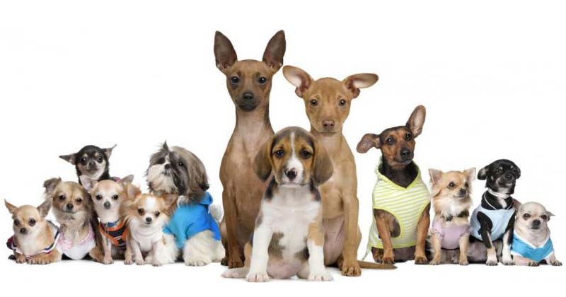 tenencia responsable de mascotas