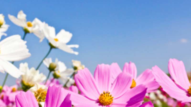 ya llego la primavera